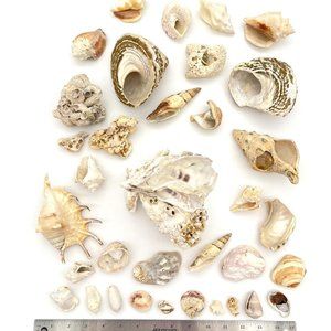 Lot of Fossil Sea Shells